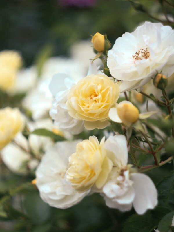 olga-deeva-Juerll60T74-unsplash